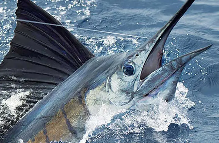 A collection of successful offshore sportfishing trip pictures showing guests with their catches in Cancun