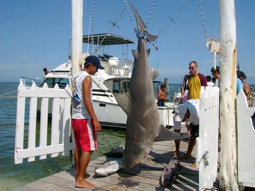Shark caught during a deep sea fishing trip in Cancun