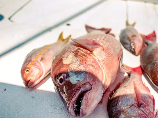 Snapper caught while bottom fishing in Cancun