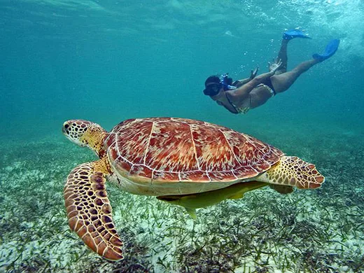 Snorkeler swimming with a sea turtle in Cancun
