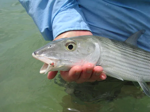 Close-up profile view of a silver Bonefish being carefully handled by a guide over a shallow sand key in Cancun