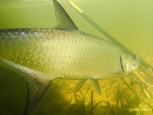 A backcountry flats guide safely releasing an inshore baby Tarpon back into the clear mangrove channels of the Cancun lagoon